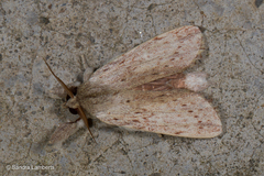 Saliocleta