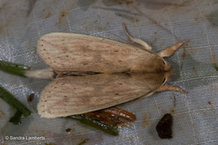 Saliocleta