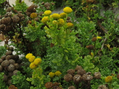 Oncosiphon sabulosus