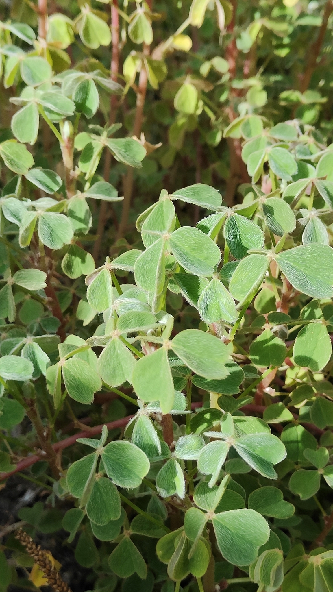 Photo by bugman-nz via iNaturalist (Copyright bugman-nz)