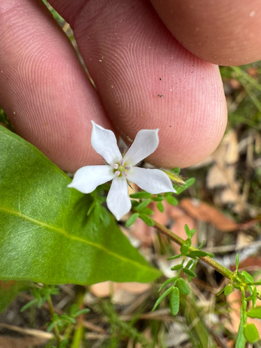 Billardiera laxiflora (Billardiera laxiflora)