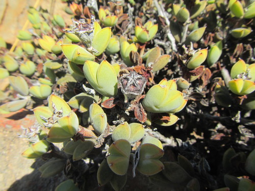 Image of Braunsia apiculata by (c) douglaseustonbrown, some rights reserved (CC BY-SA)