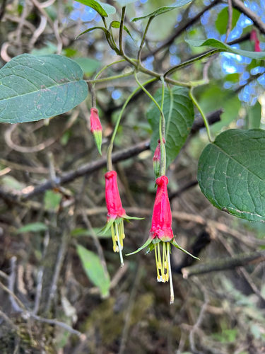 Splendid Fuchsia (Fuchsia splendens)