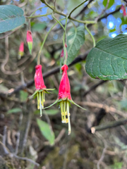 Fuchsia splendens, photograph author not stated, no rights reserved