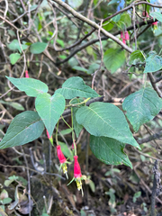 Fuchsia splendens, photograph author not stated, no rights reserved