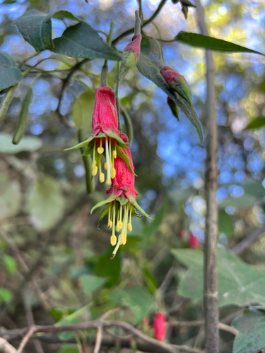 Fuchsia splendens, photograph 6