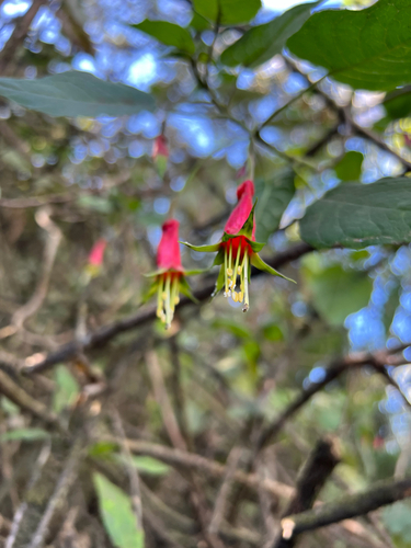 Fuchsia splendens, photograph 5