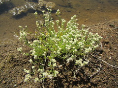 Vellereophyton