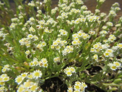 Vellereophyton