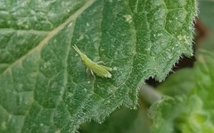 Atractomorpha australis