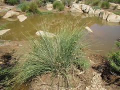 Afroscirpoides dioeca