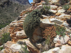 Euphorbia multifolia