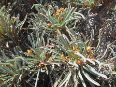 Euphorbia multifolia