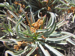 Euphorbia multifolia