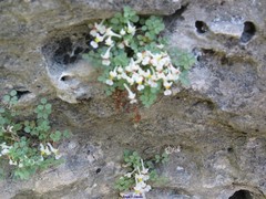 Sarcocapnos enneaphylla