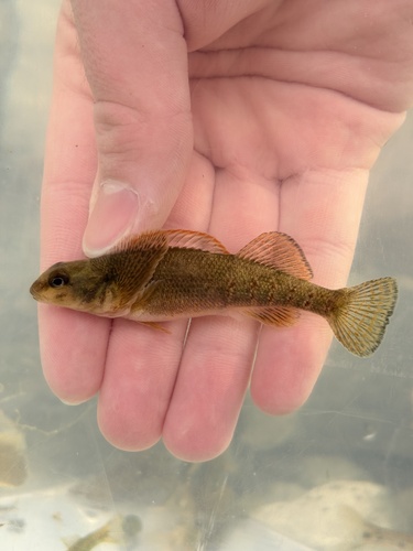 Variegate darter (Etheostoma variatum) — Percidae — 2