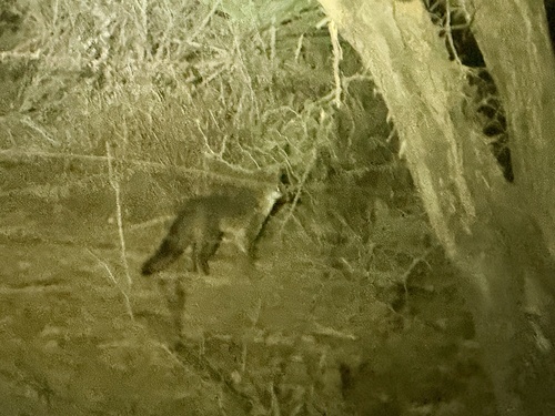 Gray Fox observed by zaccota