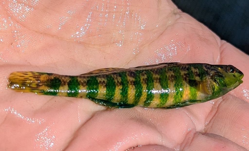Banded Darter from Florence, AL, USA on February 28, 2026 at 12:16 PM ...