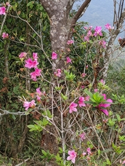 Rhododendron × pulchrum
