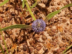 Spermacoce calliantha