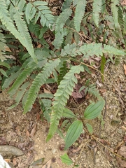 Microlepia calvescens