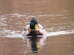 Anas platyrhynchos