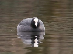 Fulica atra