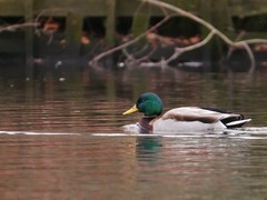Anas platyrhynchos