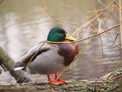 Anas platyrhynchos