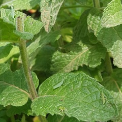 Atractomorpha australis