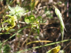 Biscutella valentina