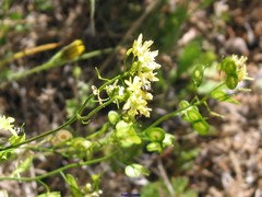 Biscutella valentina