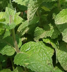 Atractomorpha australis