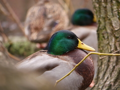 Anas platyrhynchos
