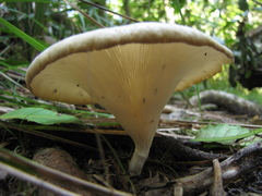 Lentinus sajor-caju