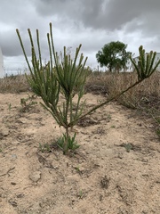 Leucadendron thymifolium