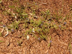 Spermacoce calliantha