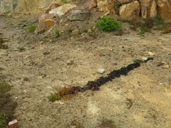 Carpobrotus edulis edulis