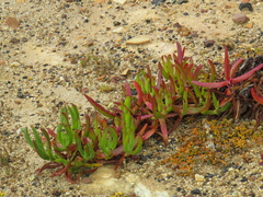 Carpobrotus edulis edulis