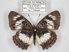 Junonia sophia