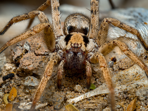 Syspira tigrina
