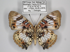 Junonia sophia
