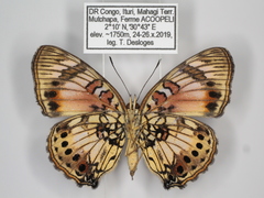 Junonia sophia