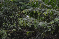 Bauhinia tarapotensis