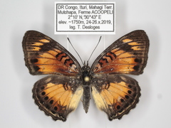 Junonia sophia