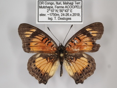 Junonia sophia