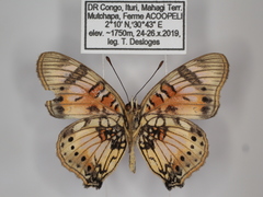 Junonia sophia