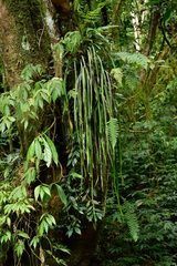 Haplopteris elongata