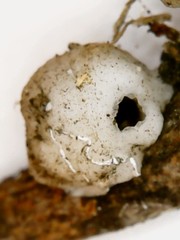 Ceroplastes destructor