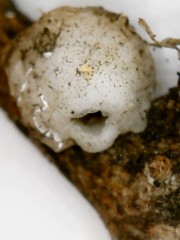 Ceroplastes destructor